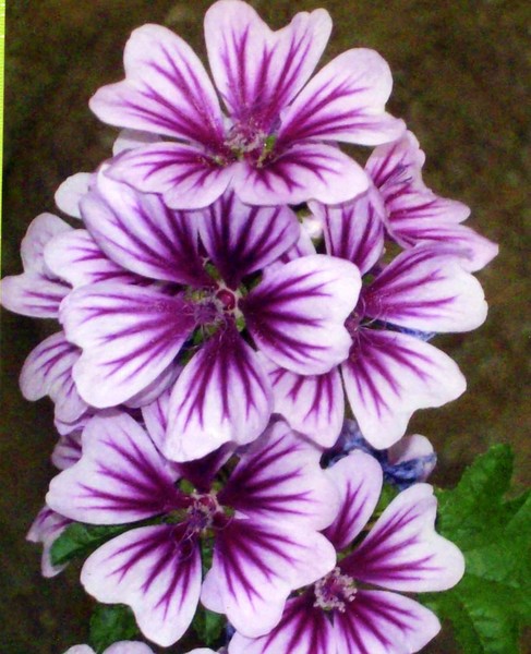 Purple Flowers