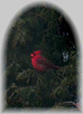Cardinal