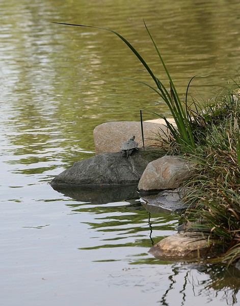 Serenity