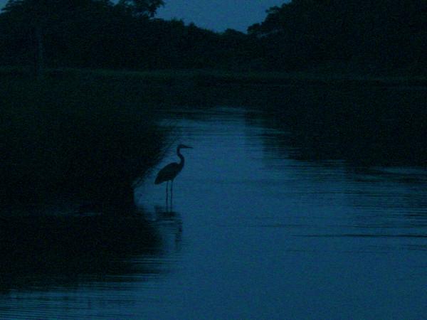 In the Still of the Night