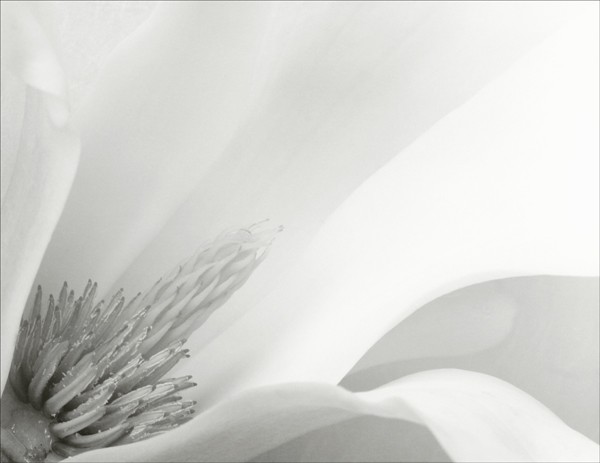 magnolia #1