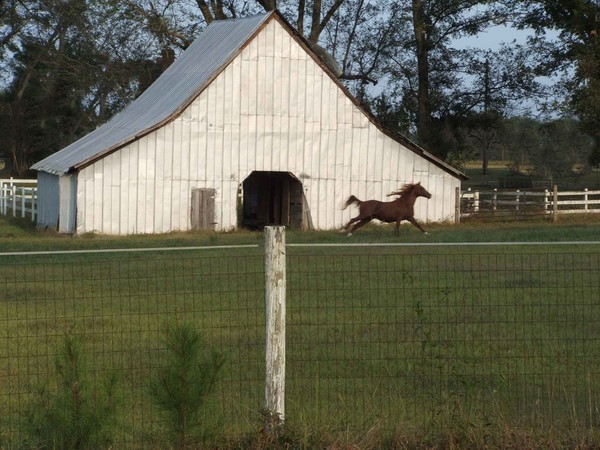 HORSE BARN