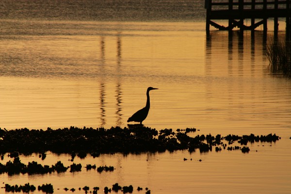 Serenity