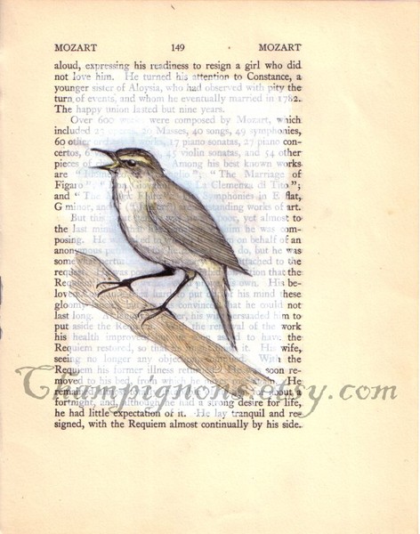 mozart the chiffchaff