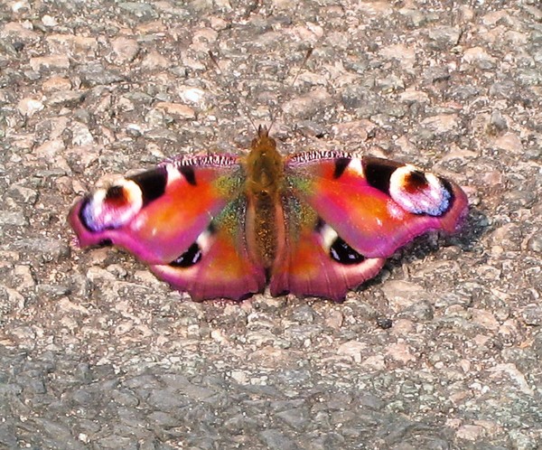 FlutterFly