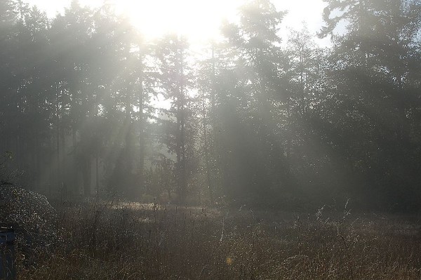 sunlight and fog