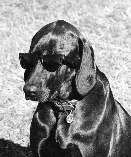 Cool Doggie With Shades