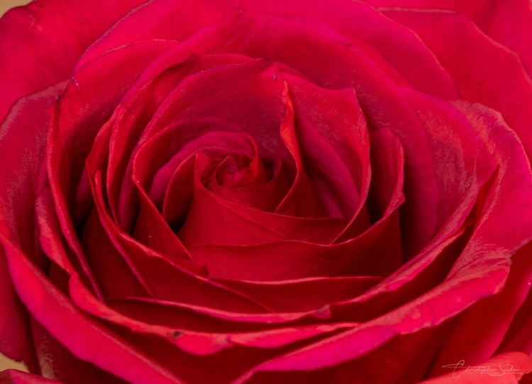Inside a rose