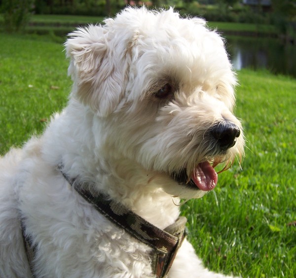 One sunny late afternoon in the park with Billy