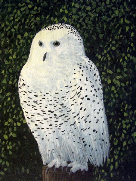 'Onlooker' Snowy Owl