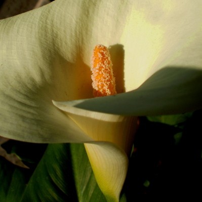 Lily