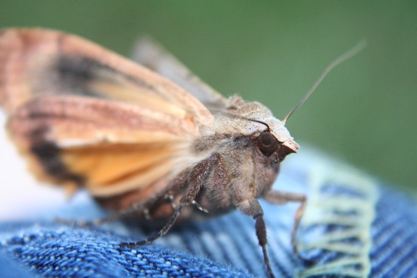 Moth