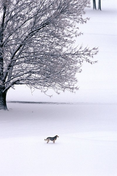 Winter Walk by Jim Crotty 3v012