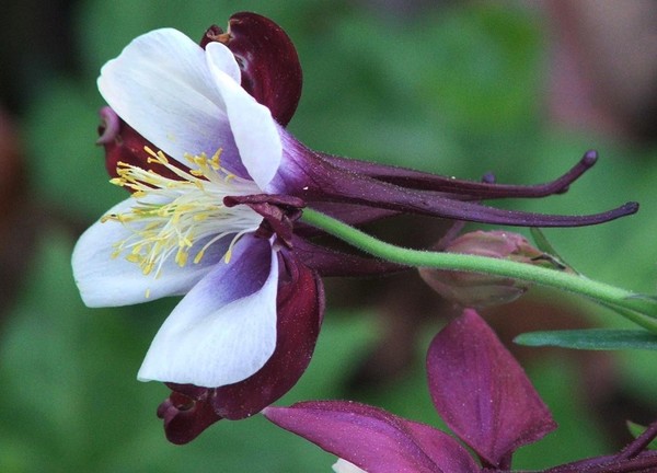Columbine