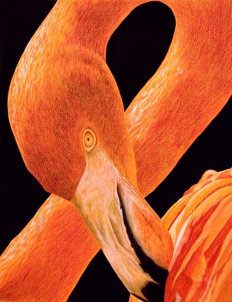 Caribbean Flamingo