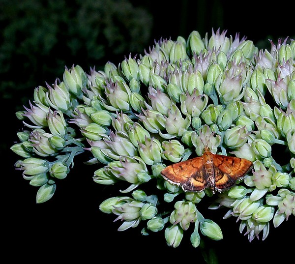 Tiny Butterfly