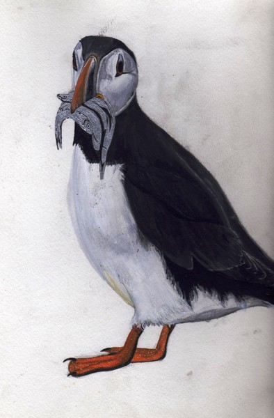 Puffin