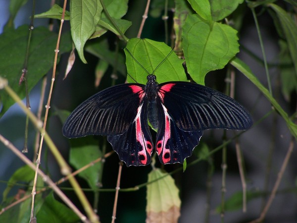 Black Beauty