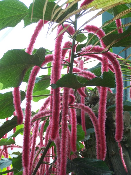 funny flowers