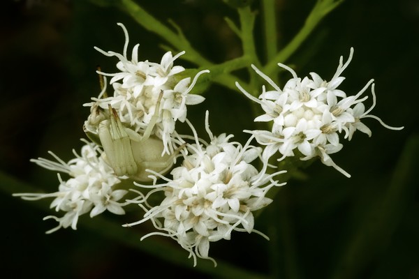 Snakeweed