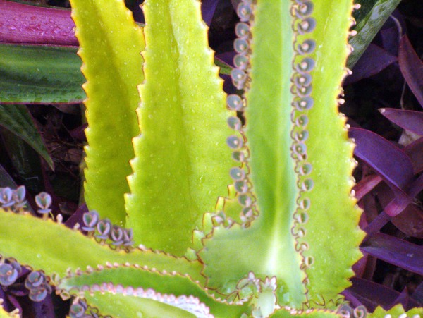 Jamaica Flower