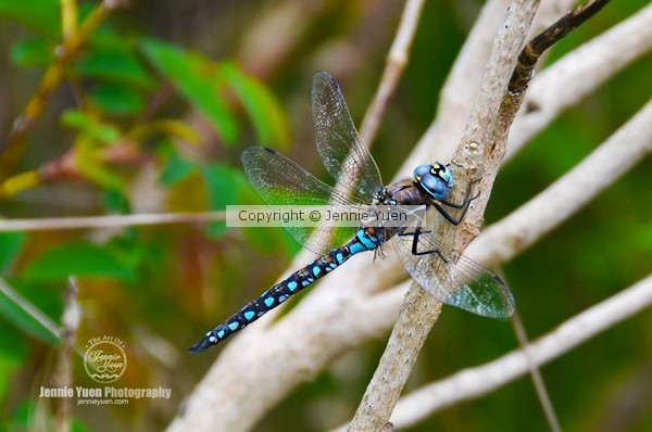 Dragonfly 1