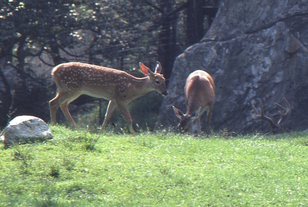 White Tail Deer Family