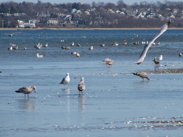 Spring at Conimicut