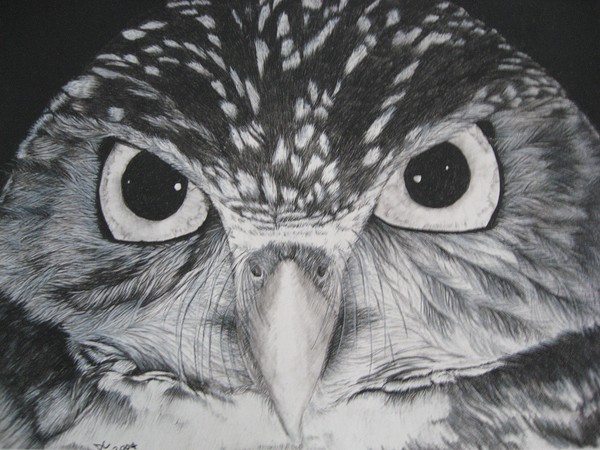 Owl
