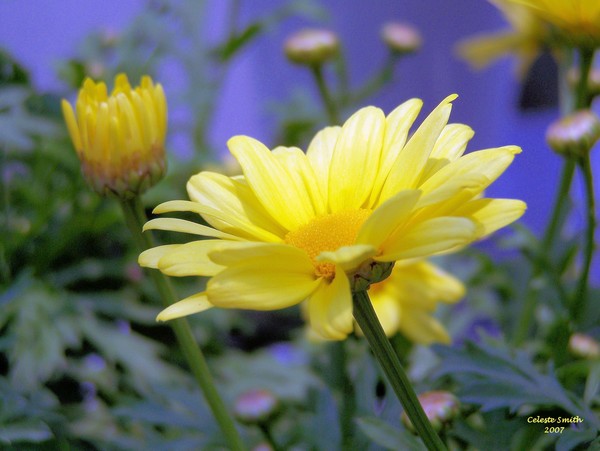 Forever a Daisy