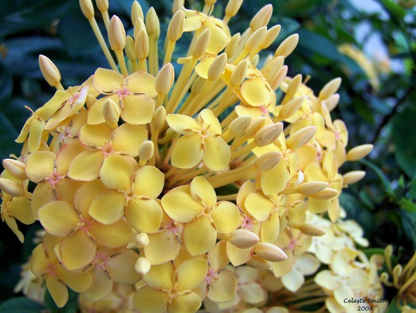 Jungle Flame