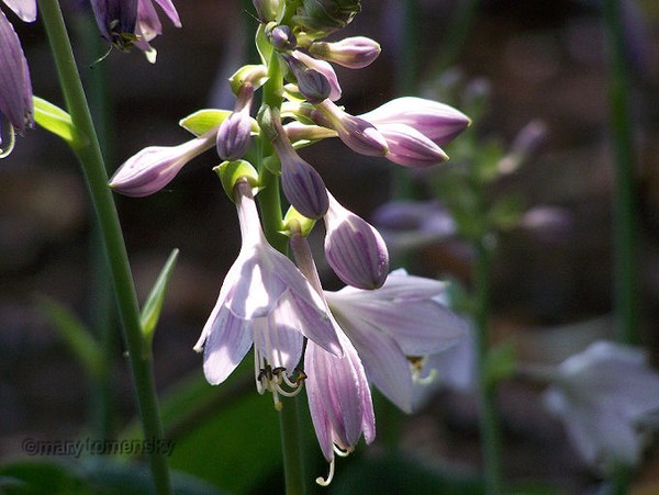 Sue's Hostas