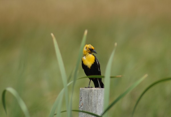 Yellow Headed Black Bird