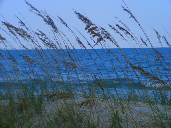 My Ocean