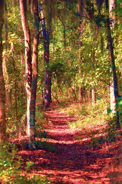 trailblaze