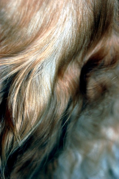 Abstract Dog Fur No.001