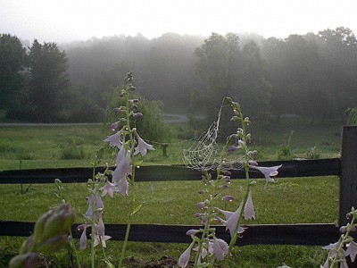 Foggy Vignette #1