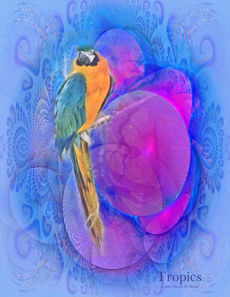 Parrot and Fractals