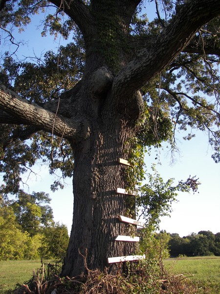 old oak
