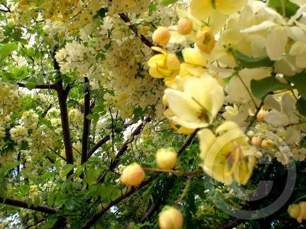 Spring Blossoms