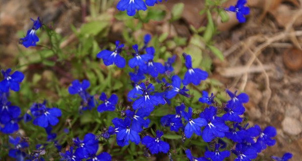 DSC00118