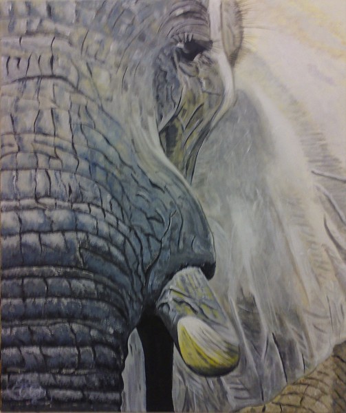 elephant close up