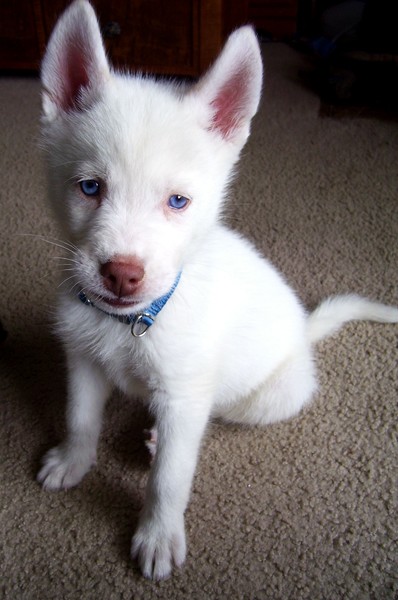 Rex Maximus ( My Husky Pup )