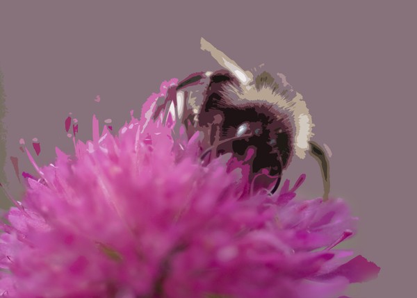 Bee on pink