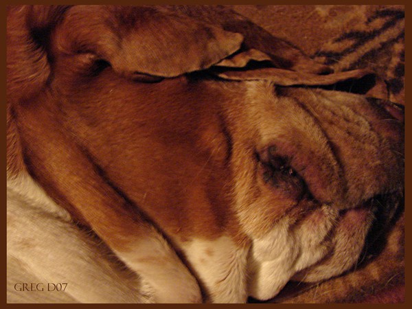 Doggie Dreamland