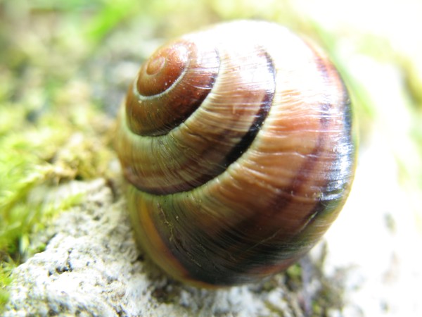 A Round House