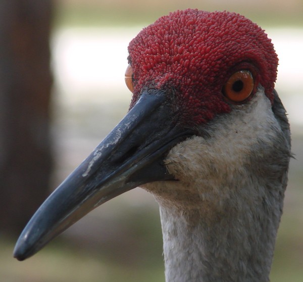 Sandhill Crane