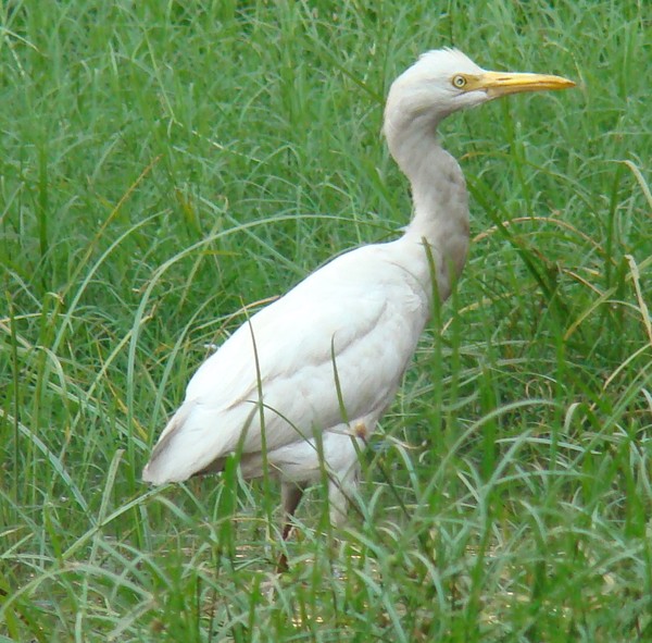 Gracious White Crane!
