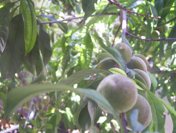 Upclose & Fruitful