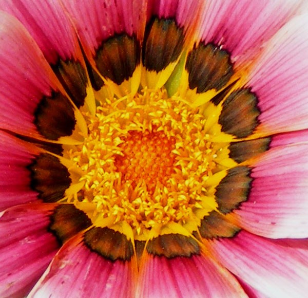Kiss_Roses_5